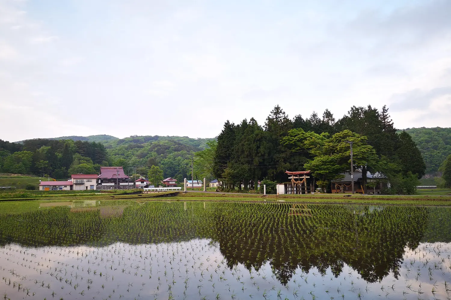 田んぼ