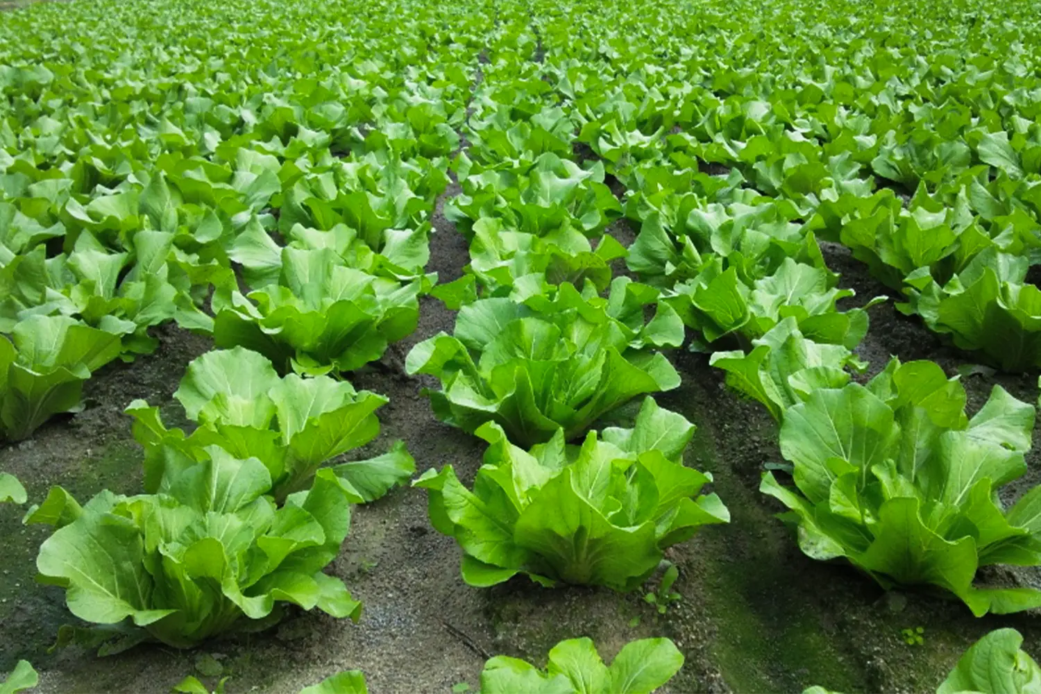 広島菜